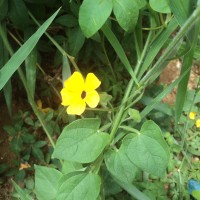 Thunbergia alata Bojer ex Sims